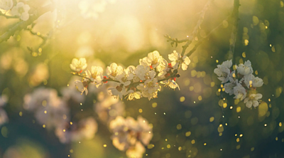 Hay Fever Season Is Coming – Be Ready with Clear Chemist